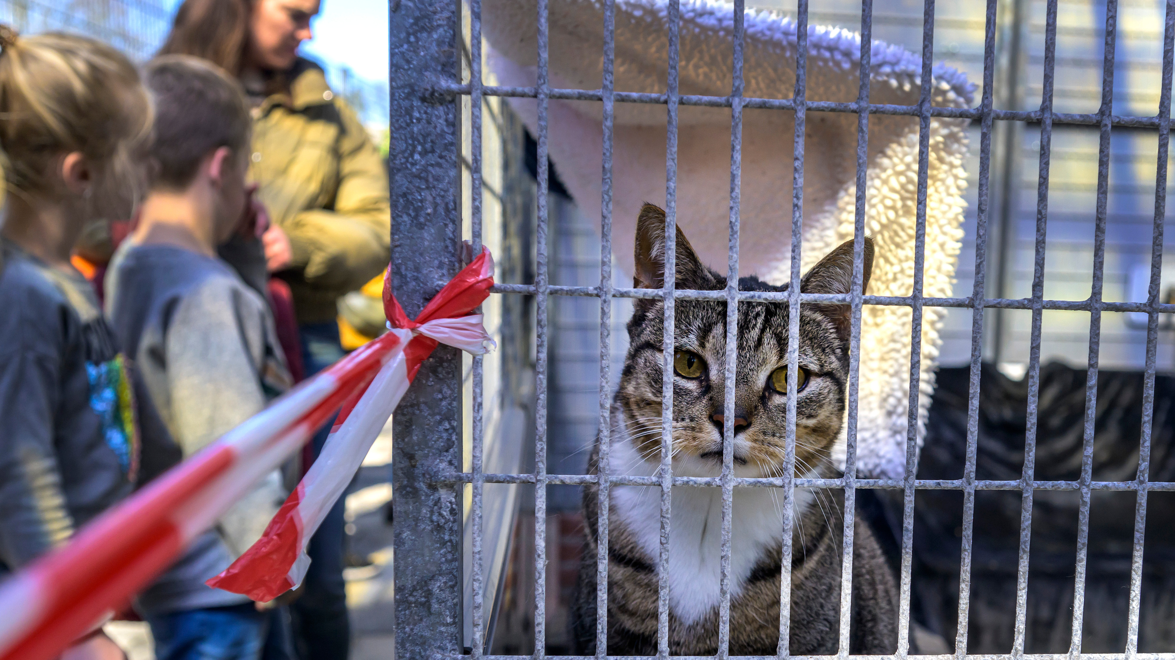 Face painting, scavenger hunts, and a lecture: open day for all ages at Kerbert Animal Shelter and Rodent Center in IJmuiden