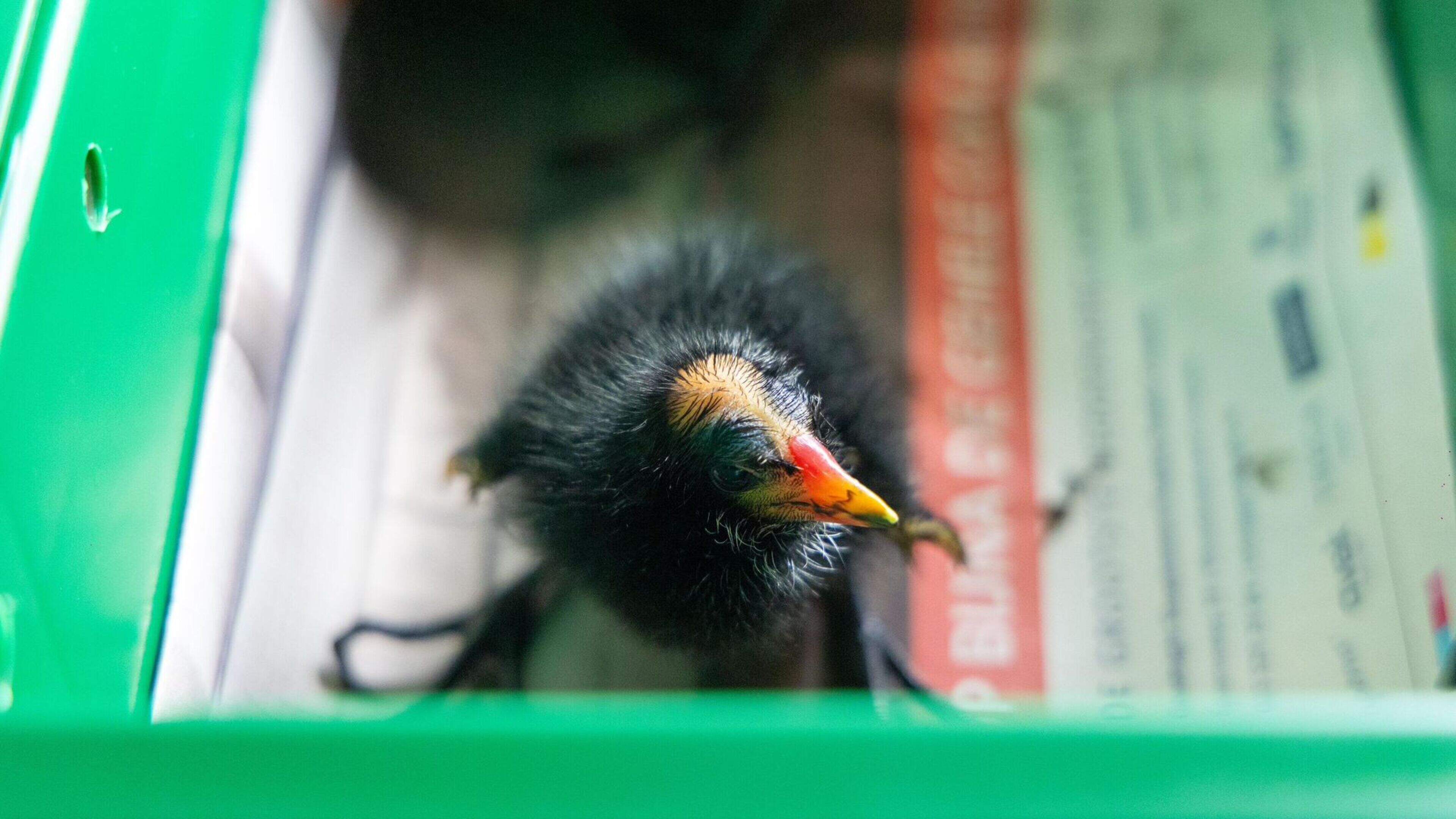 Jonge waterhoentjes uit afvoerpijp gered door brandweer in Velserbroek