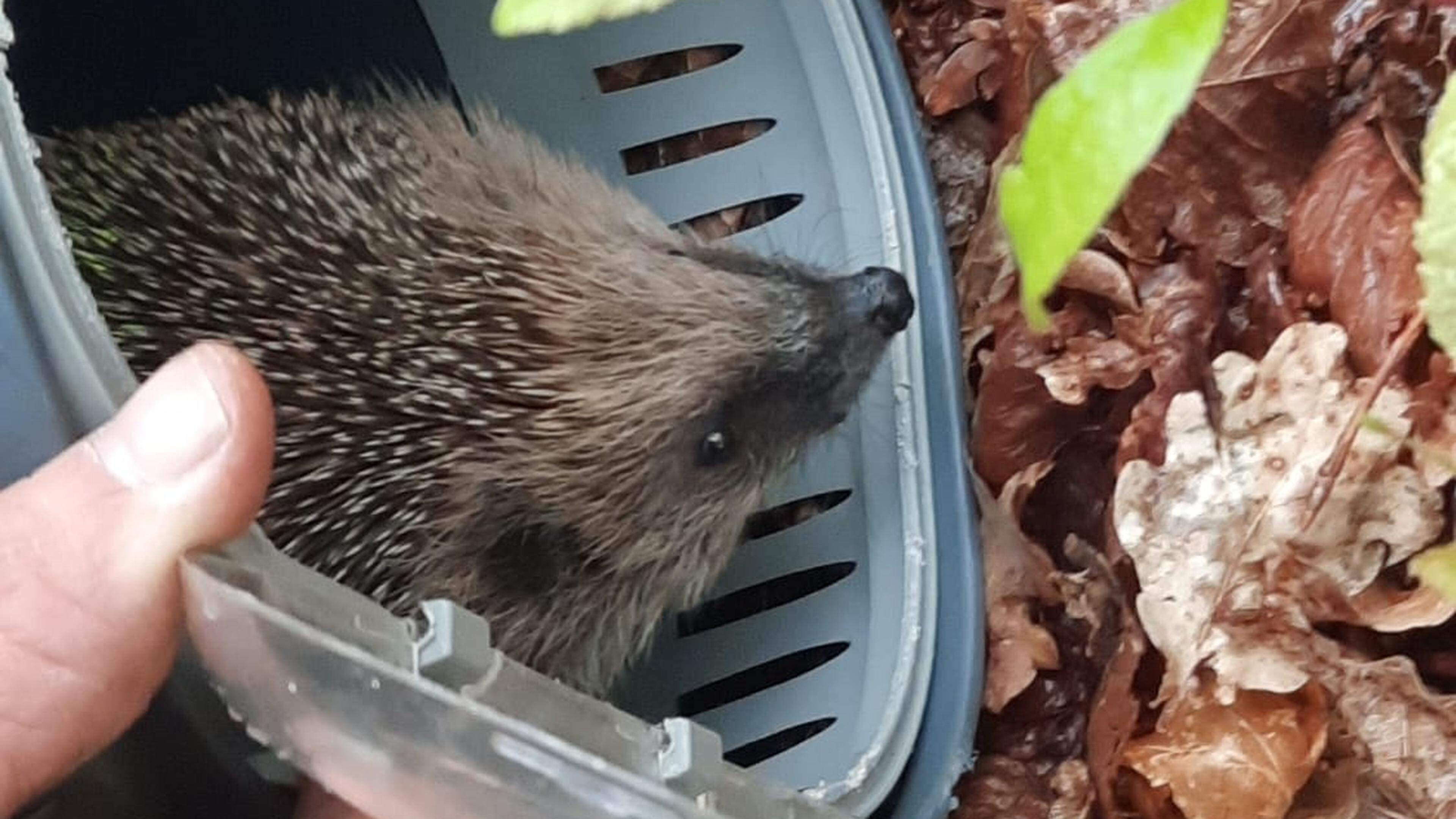 14 aangesterkte egels terug in Velsen. Uitgezet bij de landgoederen