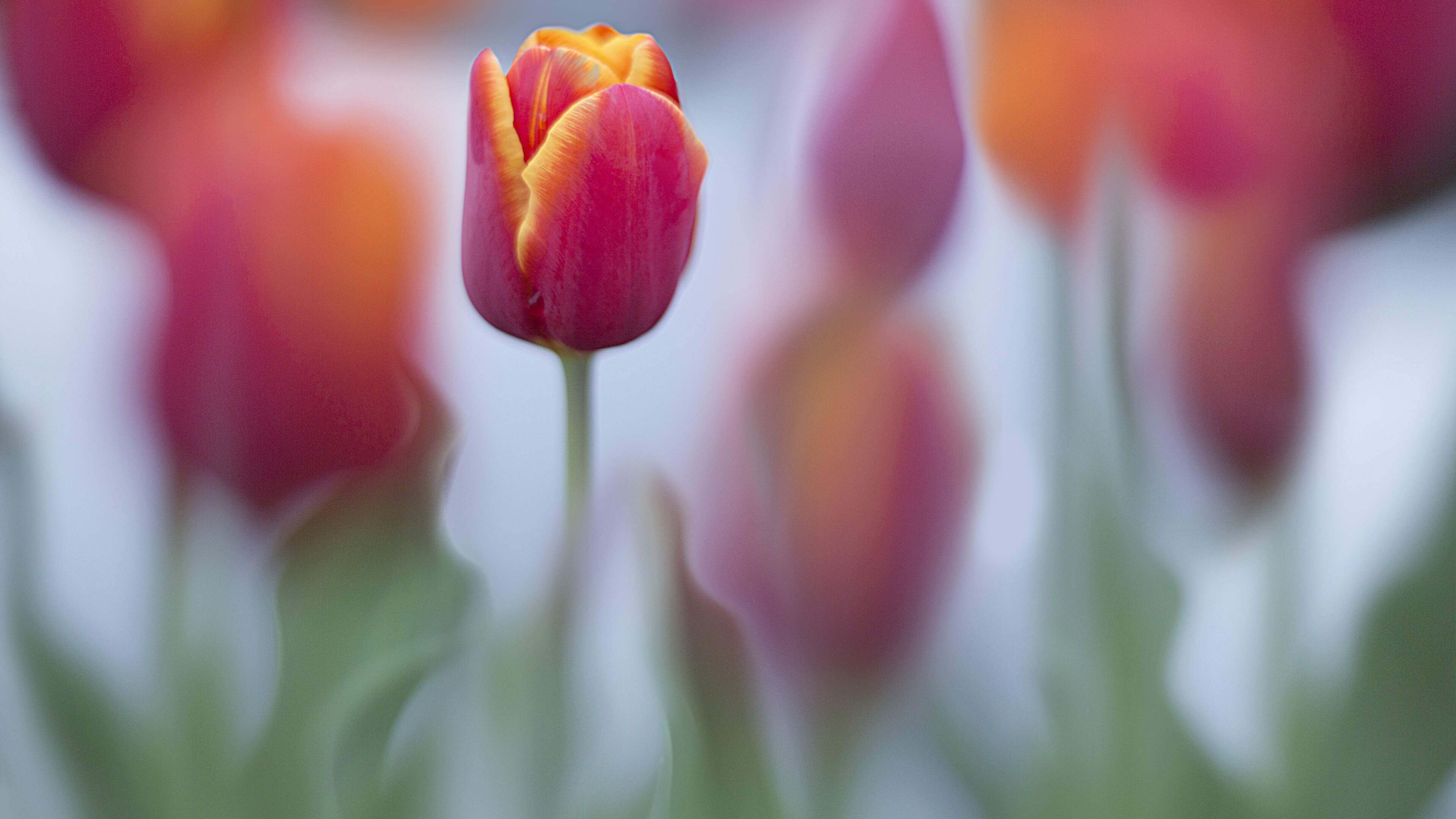 Kennemerlaan in IJmuiden transformed into tulip picking garden for a day