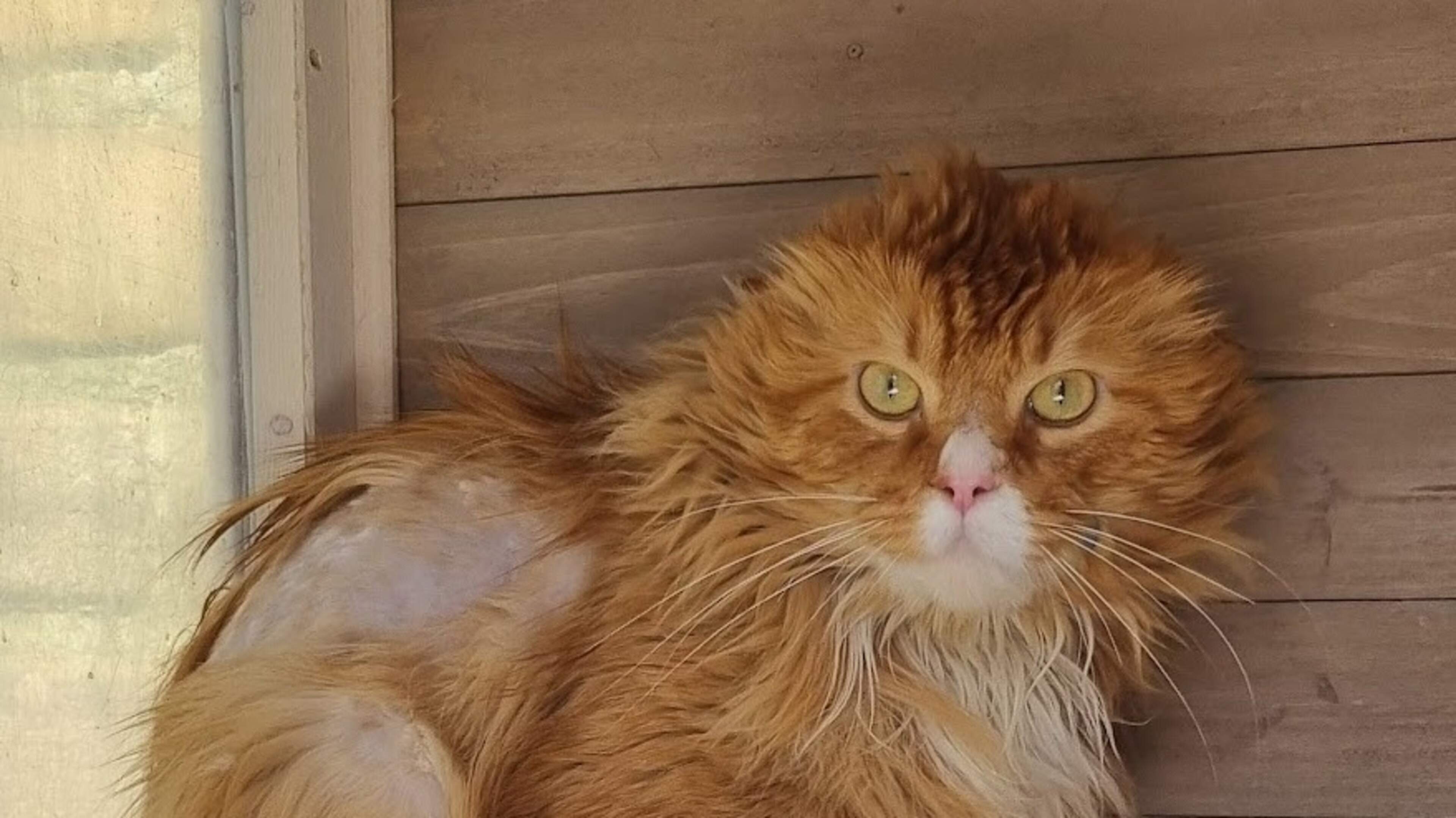 Fundraisers wanted for Harbor Area Stray Cat Foundation
