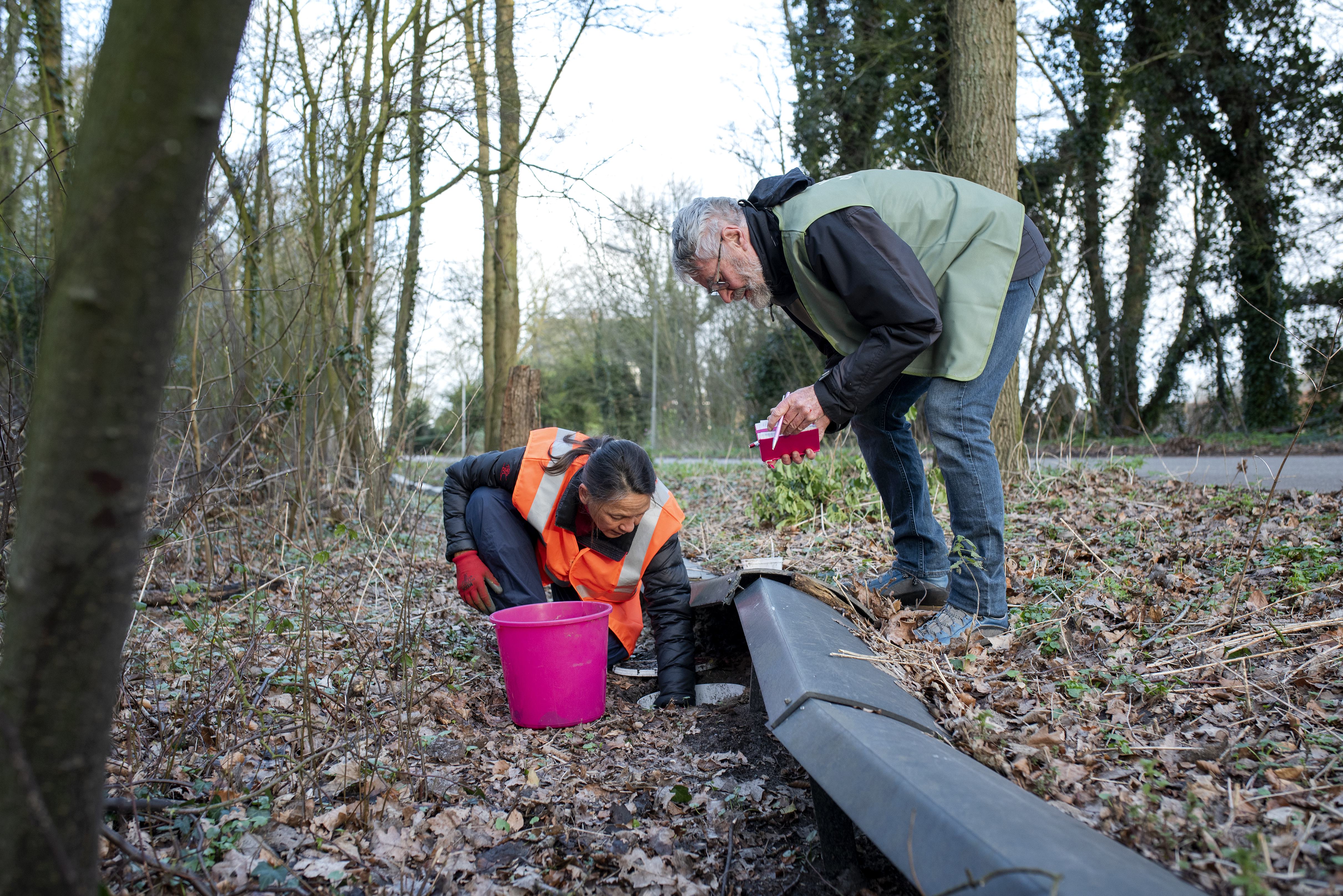 Meeste padden doodgereden op Velserenderlaan in Santpoort-Zuid. Vrijwilligers zetten 3153 amfibieën 