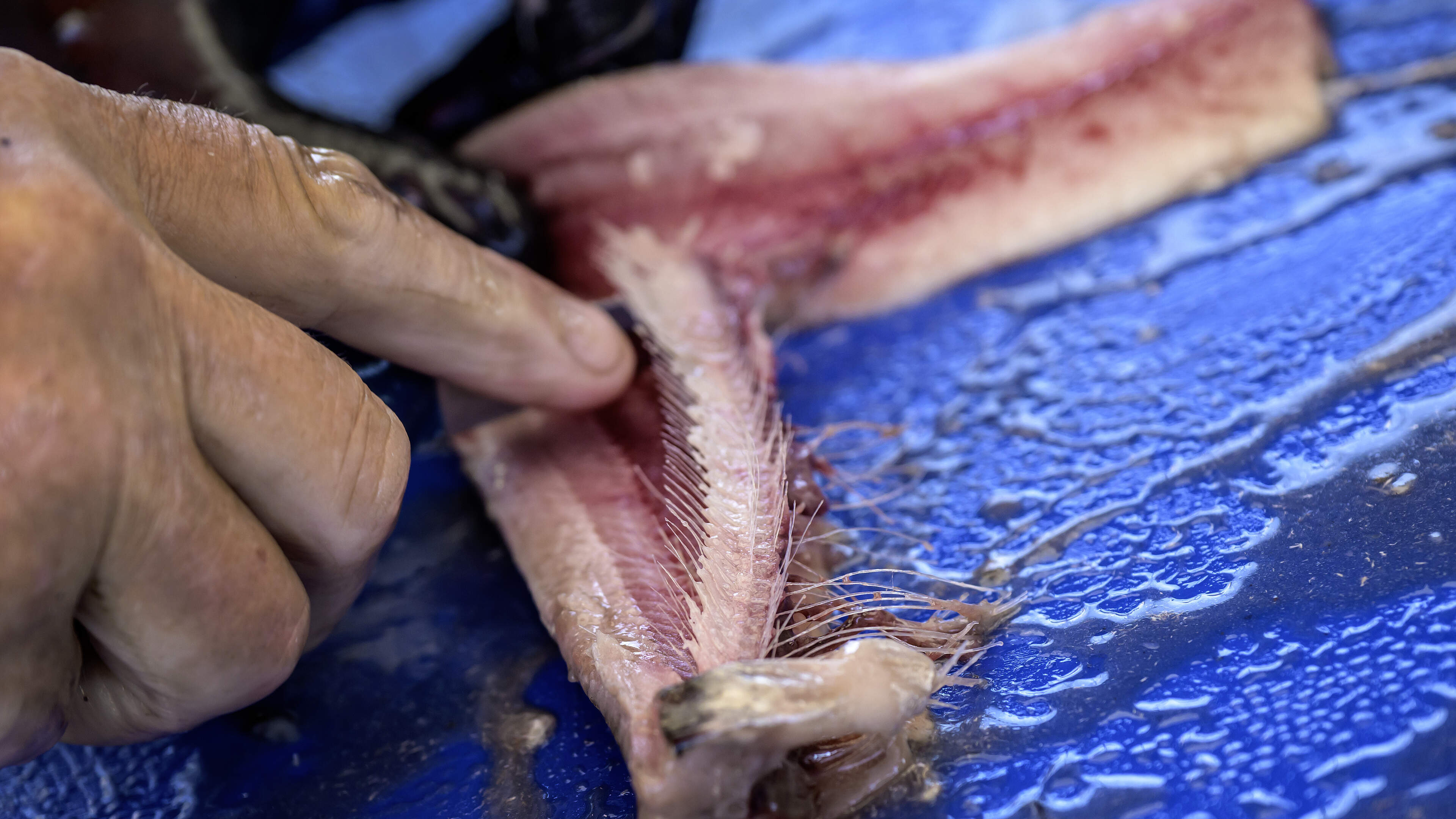 Readers divided over new herring season coverage: 'It's all commercial hype. They have to be sold anyway'