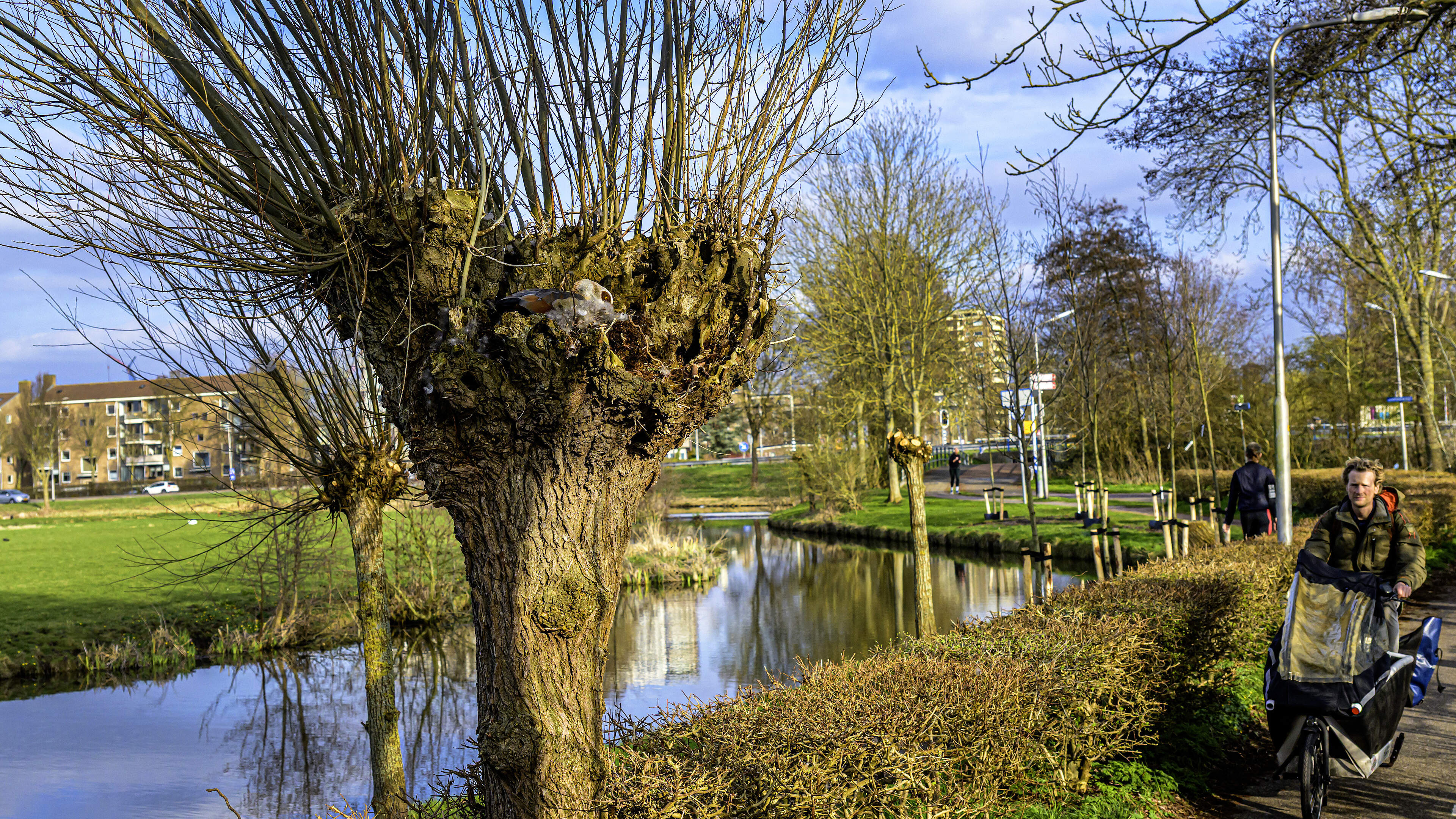 An Egyptian goose nesting in a pollard willow in Santpoort-Zuid. Is that normal?