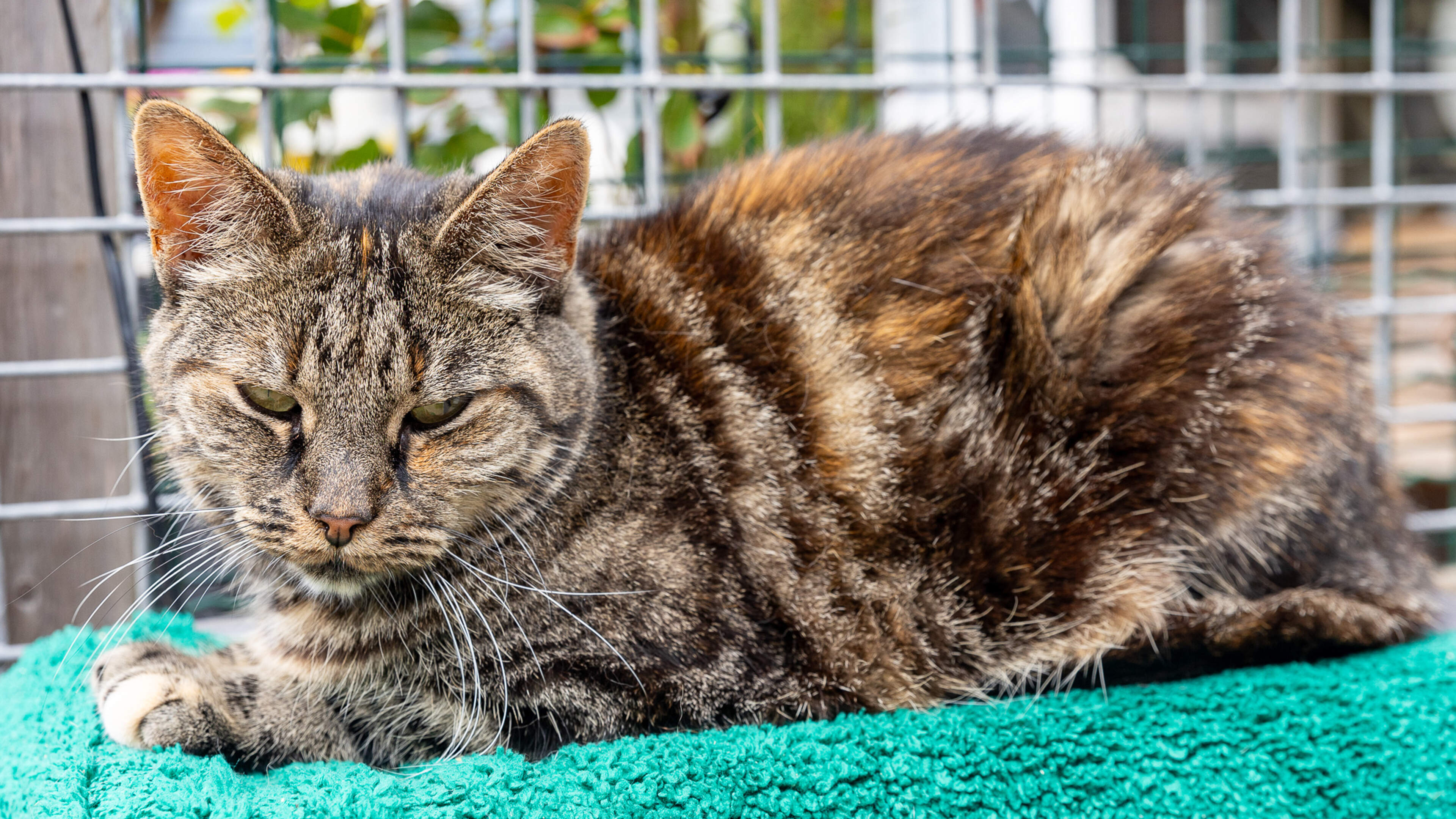 Stray cat care under pressure in IJmuiden: 'It's really time for new kennels'