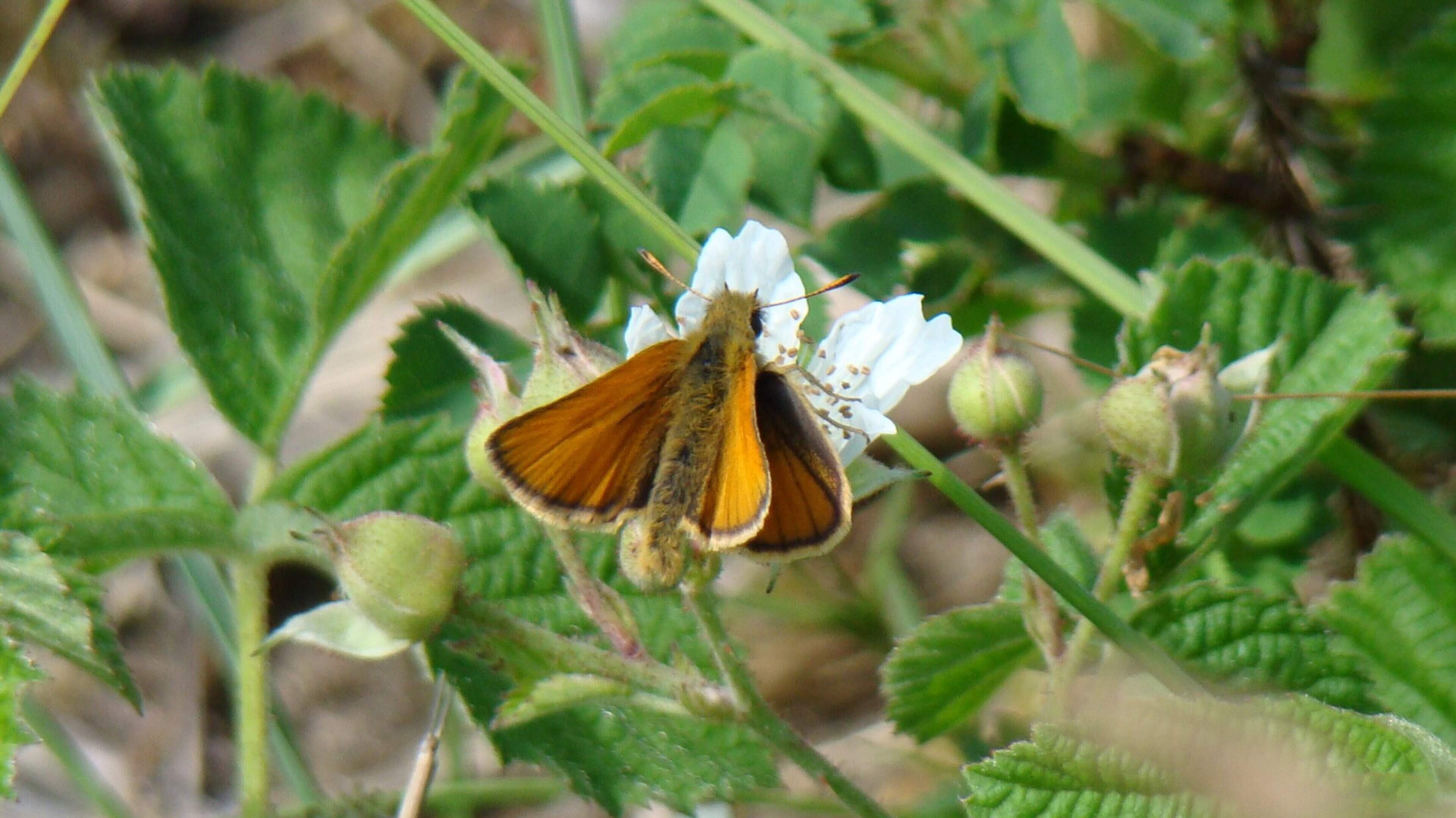 Searching for butterflies in Middenduin nature reserve with IVN-Zuid Kennemerland butterfly excursion