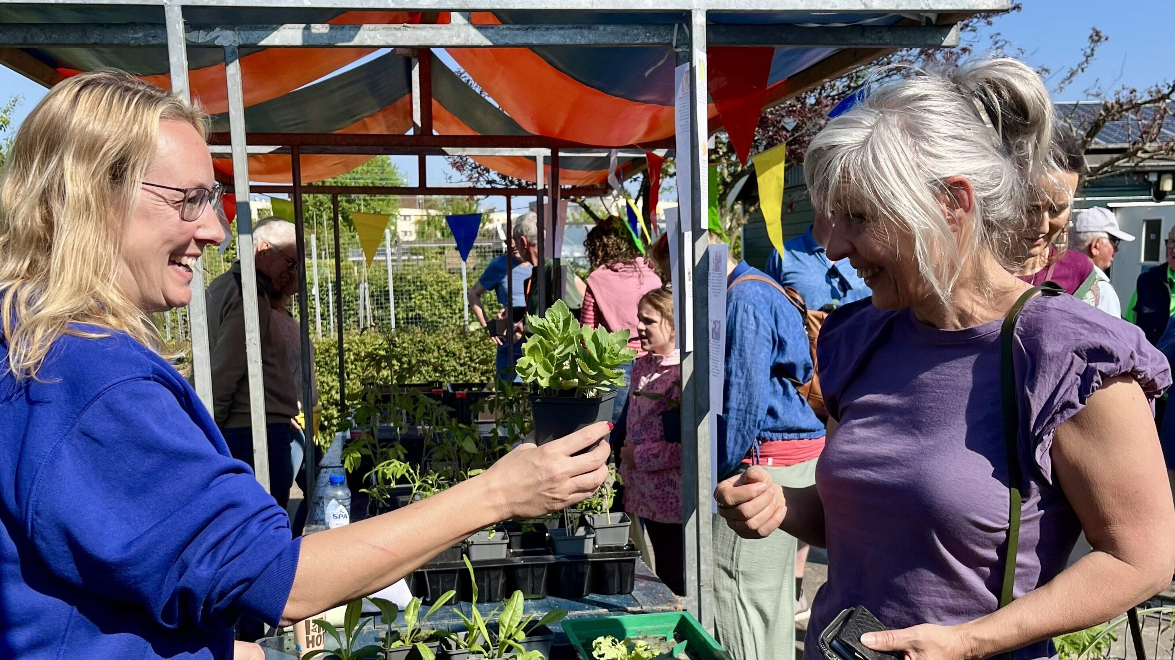 Linda’s tomato plants are a hit at ATV De Hofgeest seedling market: ‘A lady told me my plant had an incredible yield’