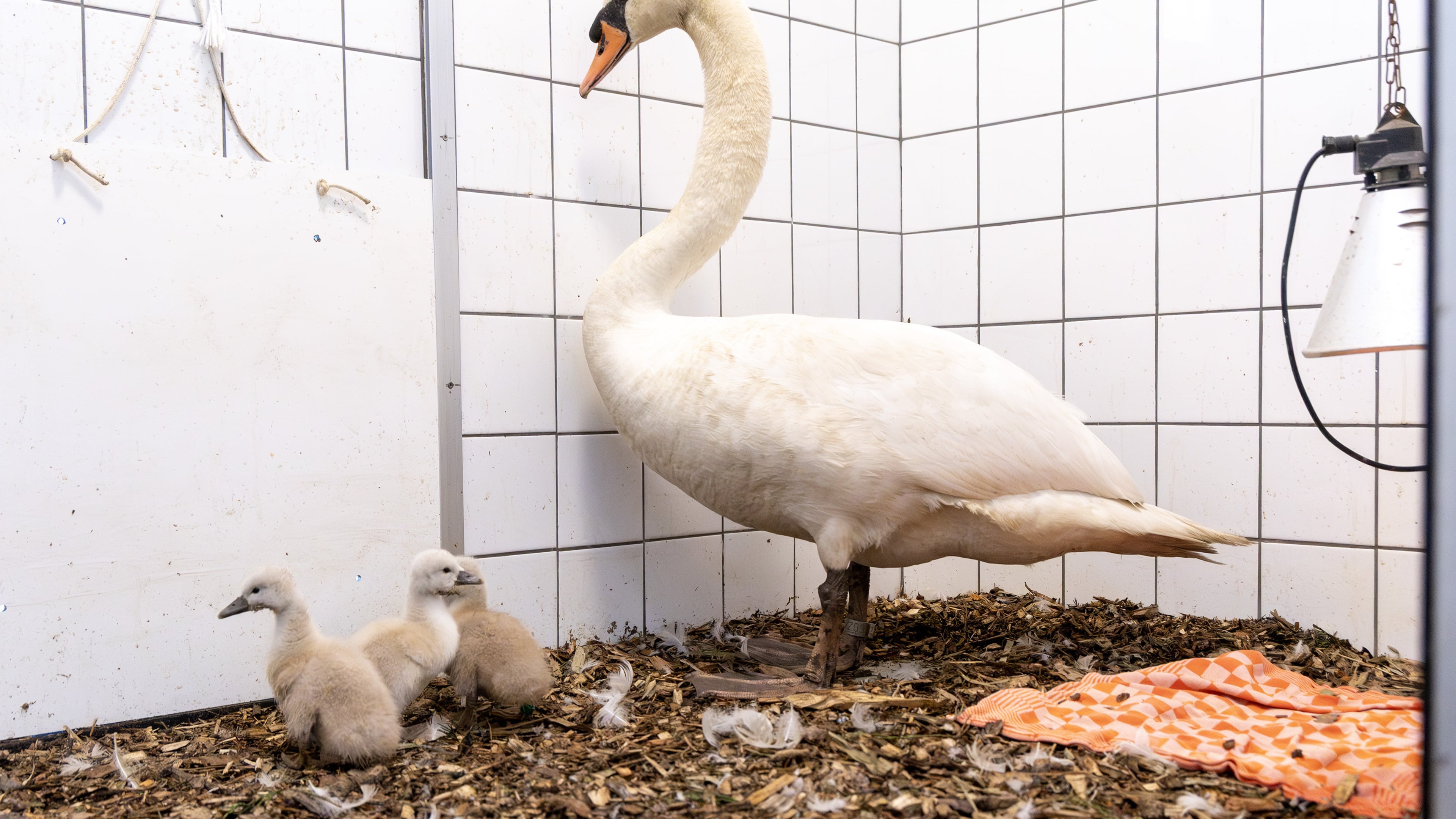 No animal abuser active in Velserbroek: Swan decapitated by stone marten