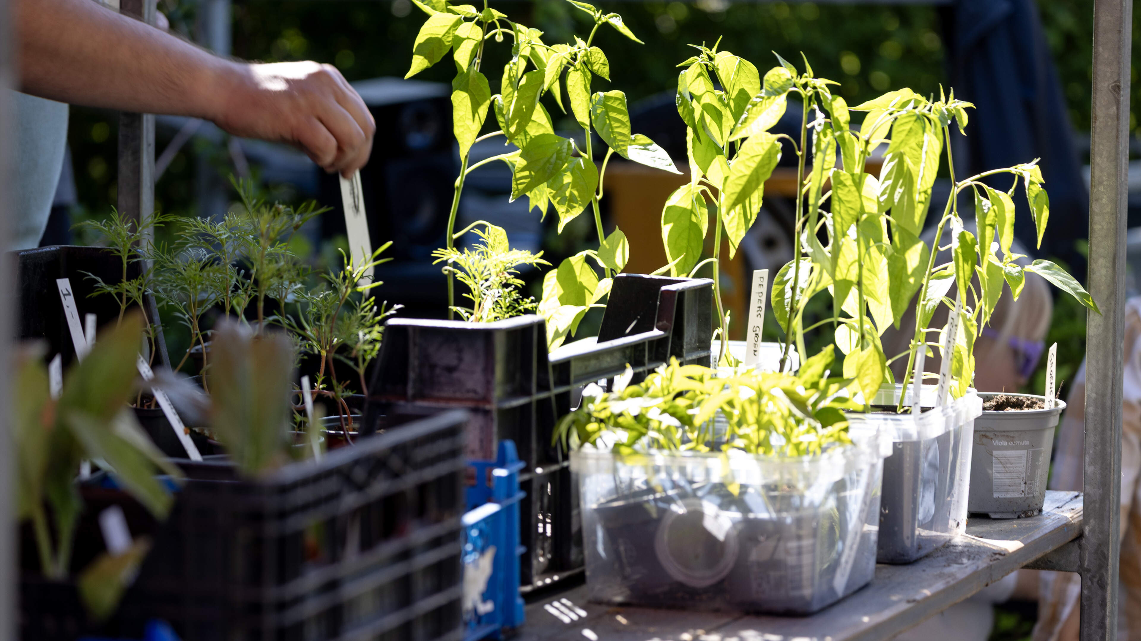 Cuttings market at De Hofgeest Amateur Gardeners Association in Santpoort-Noord