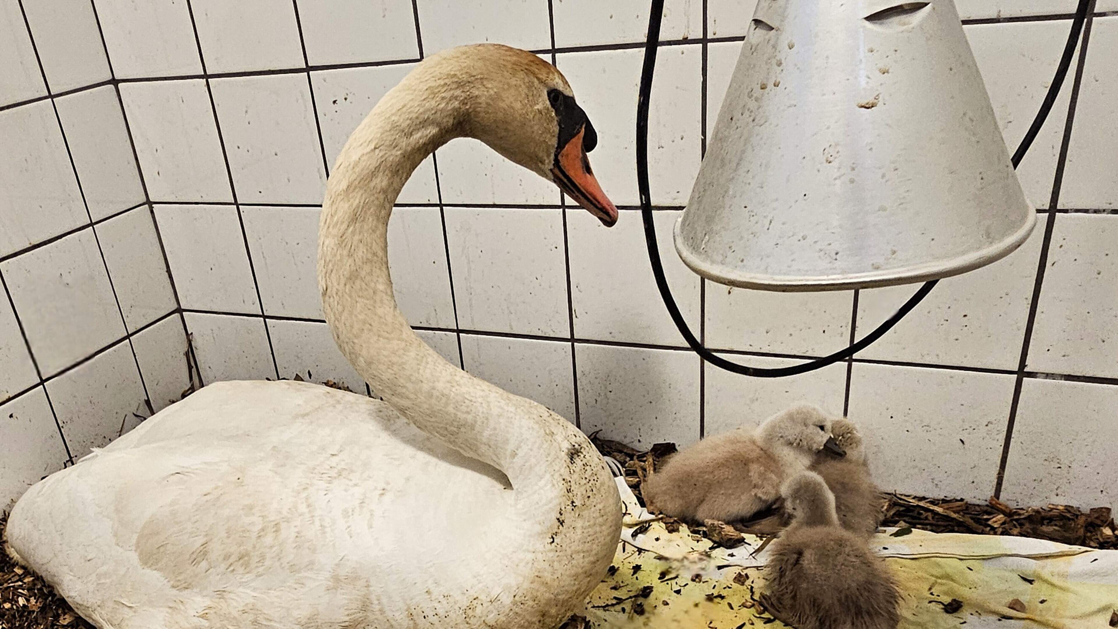 Eggs of decapitated swan hatch in incubator: Injured male swan raises own cygnets and rejected 'adopted' cygnet
