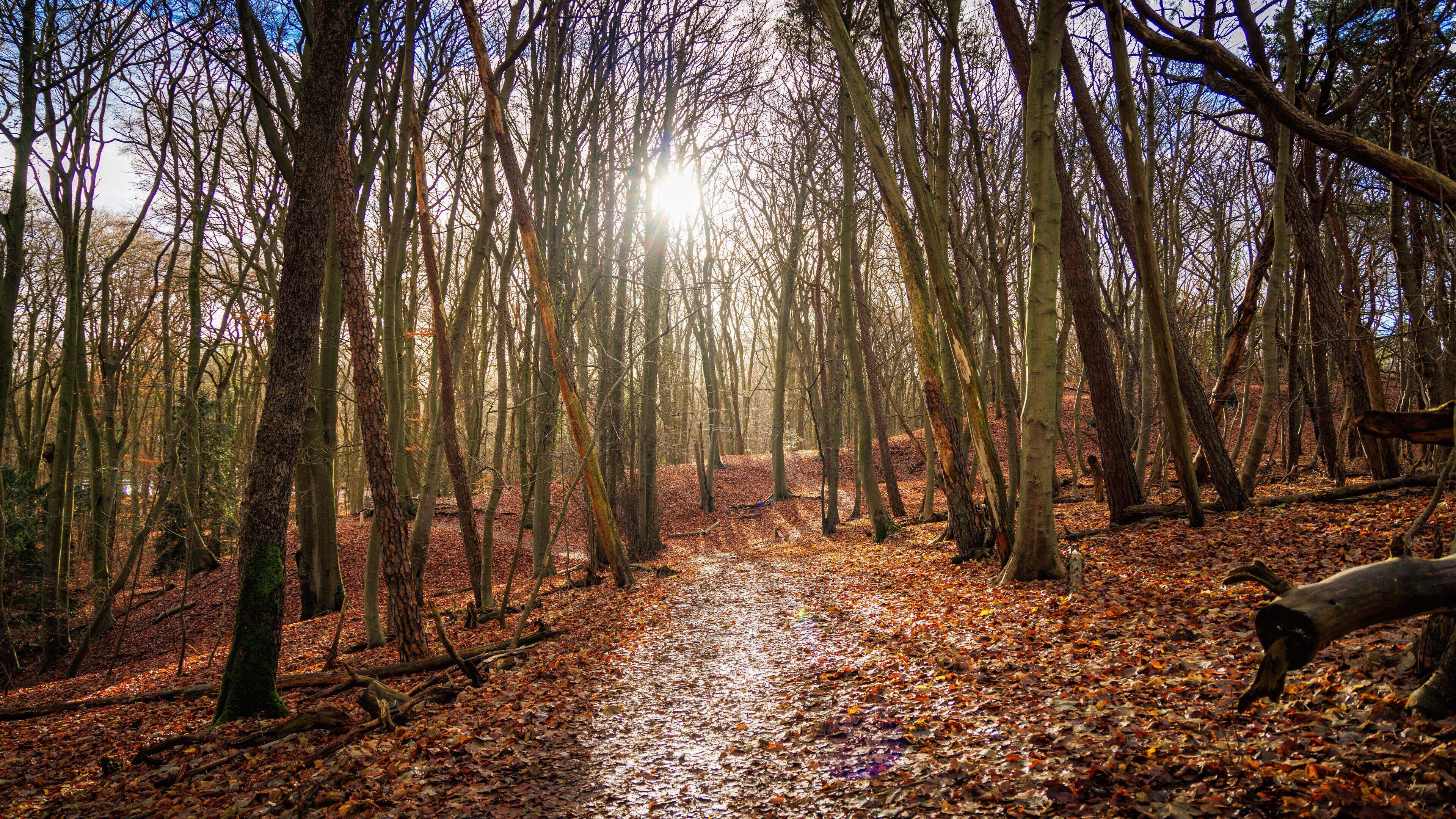 At age 12, I became father to a chestnut tree