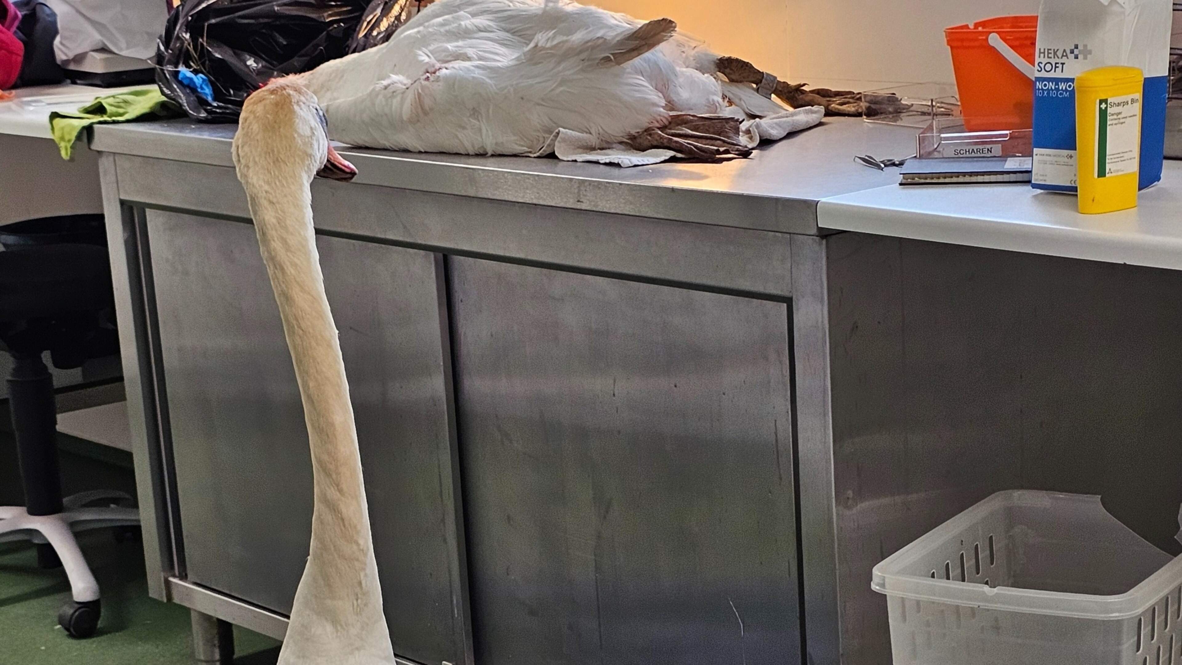 Male swan bids farewell to mate of 15 years found decapitated at playground: 'The sound was bone-chilling'