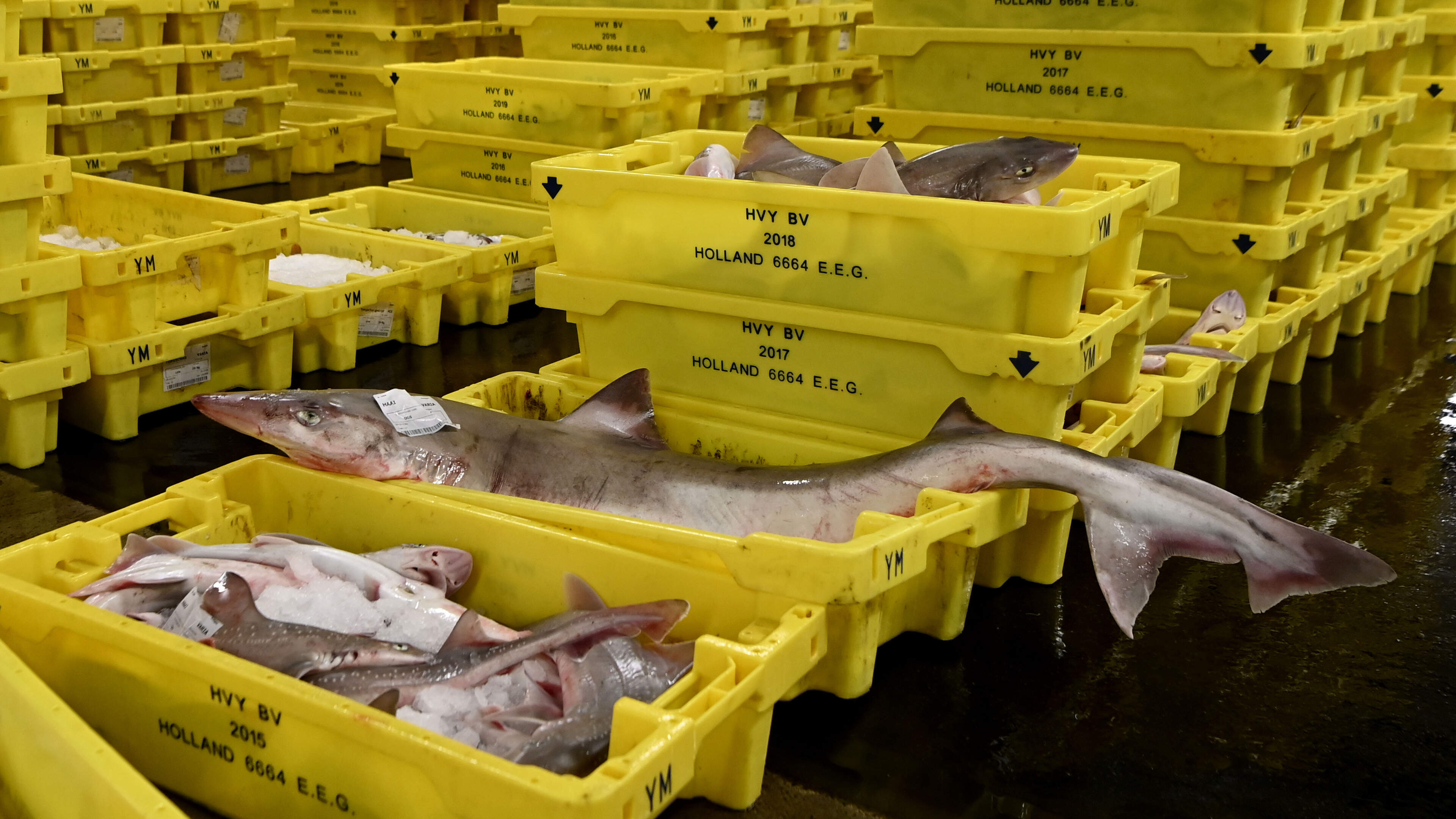 IJmuiden resident suspected of illegal fish trade, 57,000 euros in cash seized