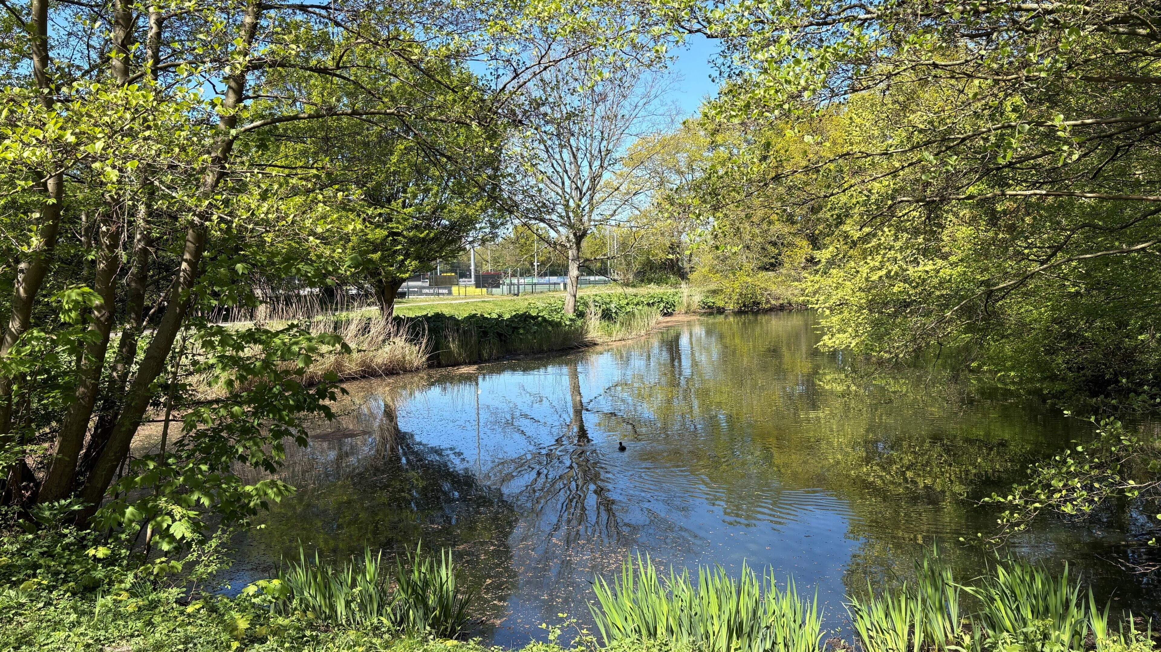 Park Schoonenberg in Velsen-Zuid to expand after removal of football pitches; housing to be built in the park