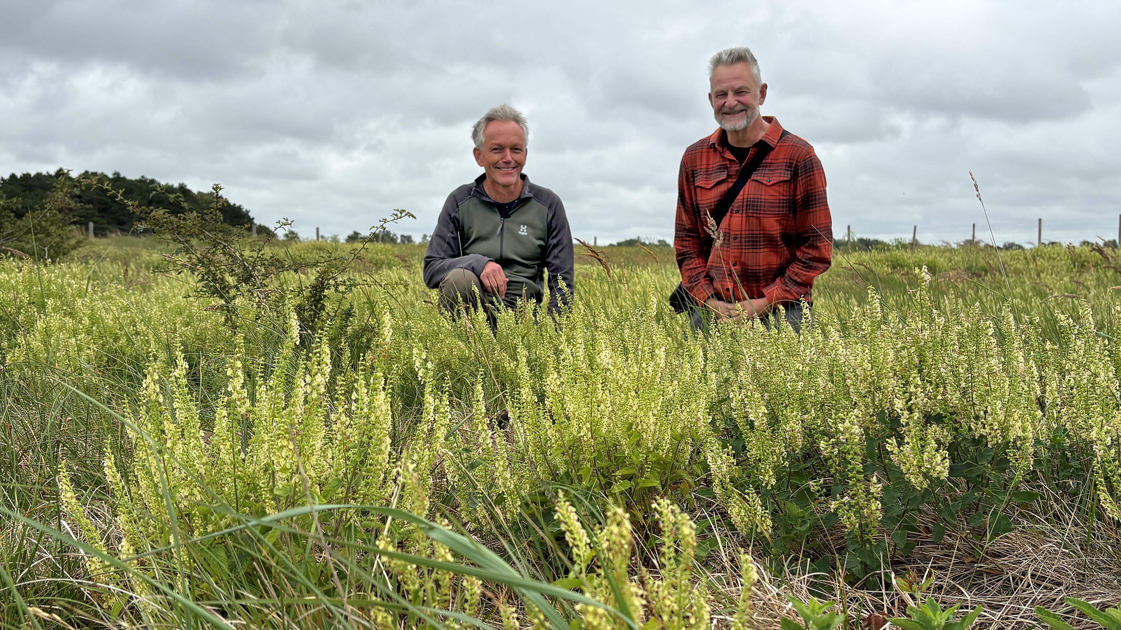 Ecologists see rare plants return to Amsterdam Water Supply Dunes after reduced fallow deer grazing: 'Some plants we haven't seen in years were still hidden in the soil'