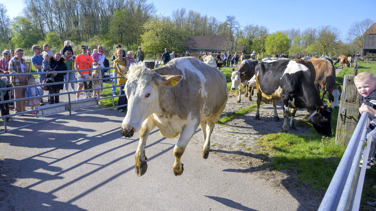 Dansende koeien bij Boerderij Zorgvrij in Velsen-Zuid: eindelijk weer