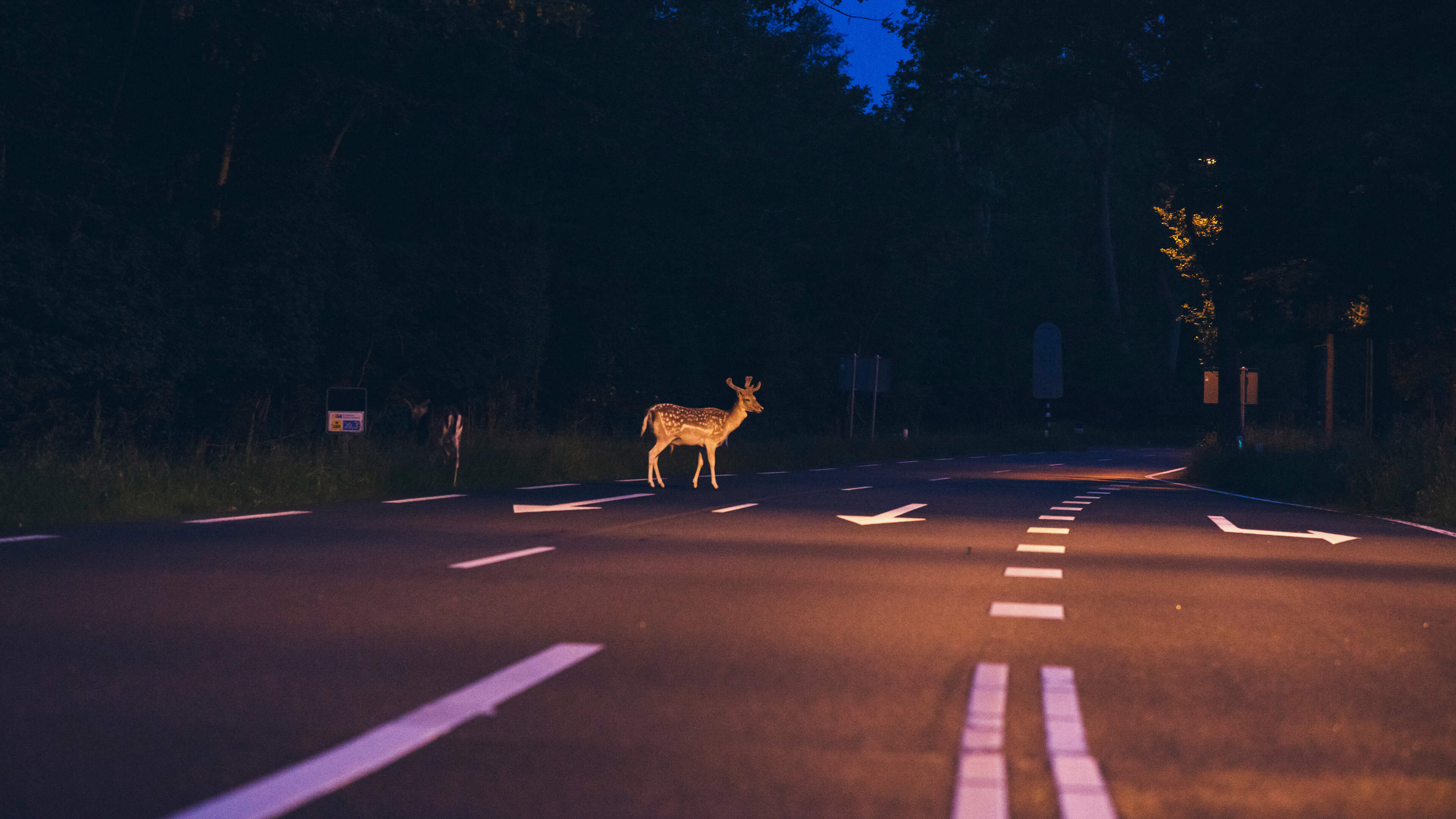 Meer aanrijdingen met herten tijdens wissel van winter- naar zomertijd. ’Ze gaan op zoek naar hun li