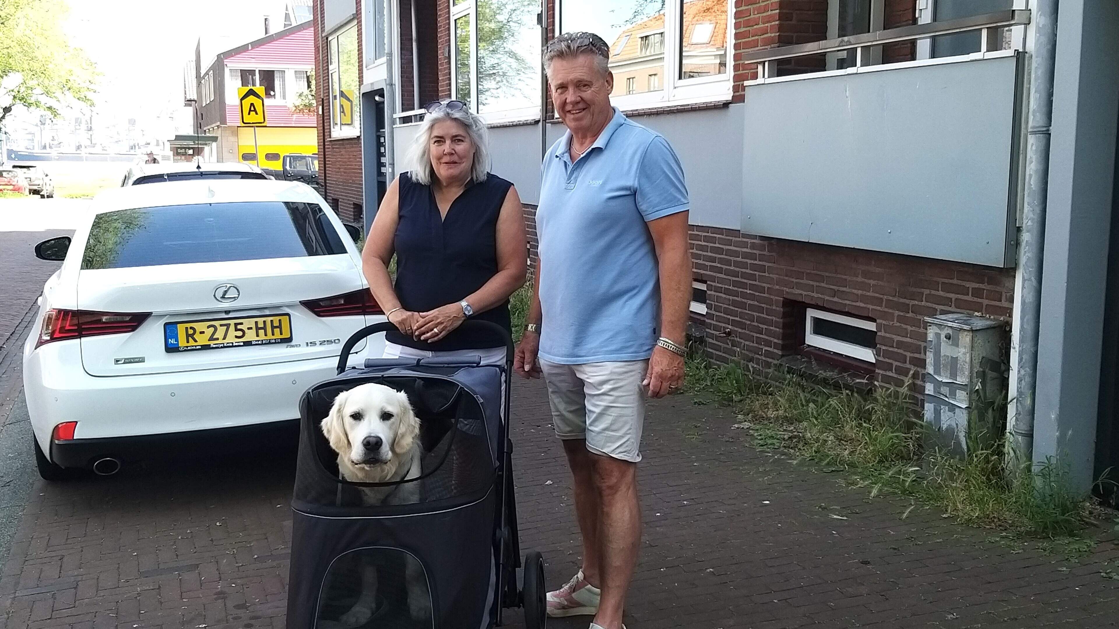 Golden Retriever Guus recovering from major surgery to fix recurring hip dislocation